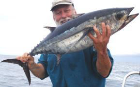Albacore tuna