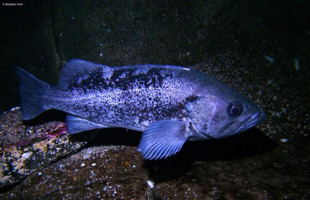 Black rockfish