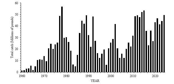 pink shrimp landings