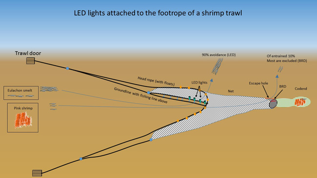 LED's in shrimp nets