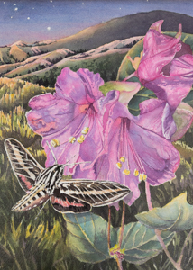 Macfarlane's Four o'clock