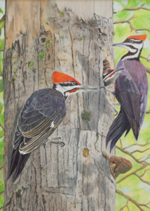 Pileated Woodpecker