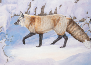 Sierra Nevada Red Fox