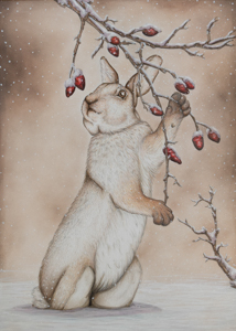 White-tailed Jackrabbit