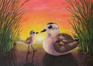 Western Snowy Plover