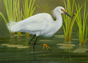 Snowy Egret