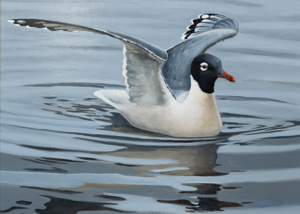 Franklin's Gull