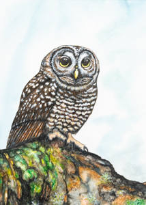 Northern Spotted Owl