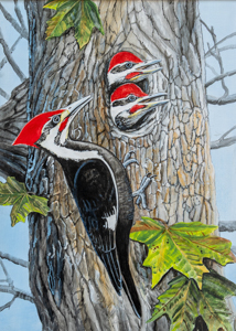 Pileated Woodpecker
