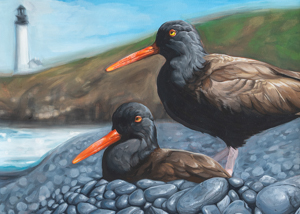 Black Oystercatcher