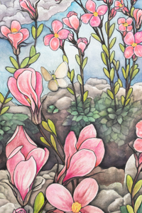 McDonald's Rockcress