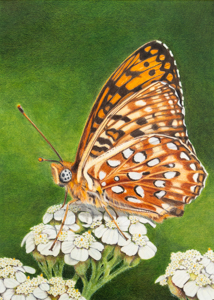Oregon Silverspot Butterfly