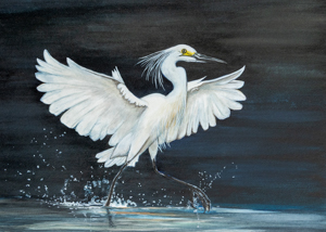 Snowy Egret