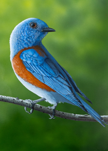 Western Bluebird