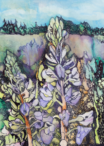 Kincaid's Lupine