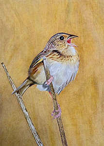 HC-301 Western Grasshopper Sparrow