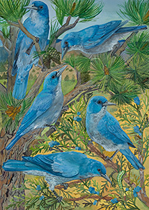 HC-302 Pinyon Jay
