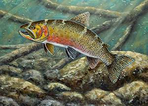 HC-304 Westslope Cutthroat Trout