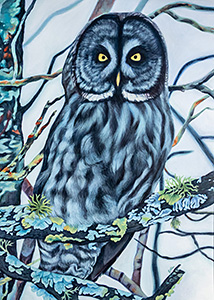 HC-305 Great Gray Owl