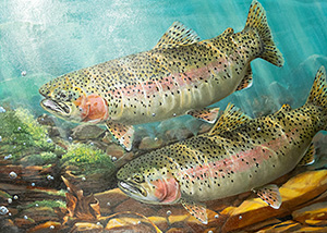 HC-306 Rainbow Trout
