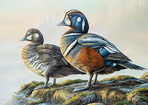 HC-307 Harlequin Duck