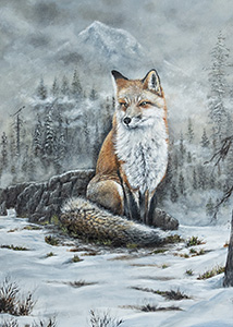 HC-309 Sierra Nevada Red Fox