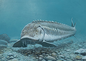 HC-310 White Sturgeon