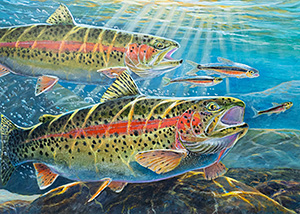 HC-312 Redband Trout
