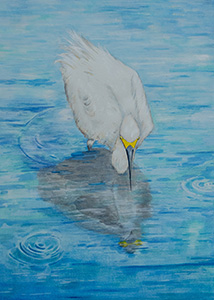 HC-313 Snowy Egret