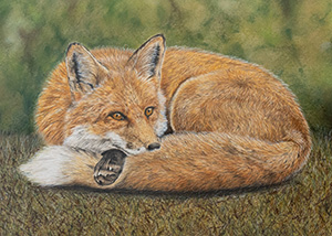 HC-314 Sierra Nevada Red Fox