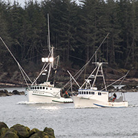 Fish Ticket Procedure Manuals