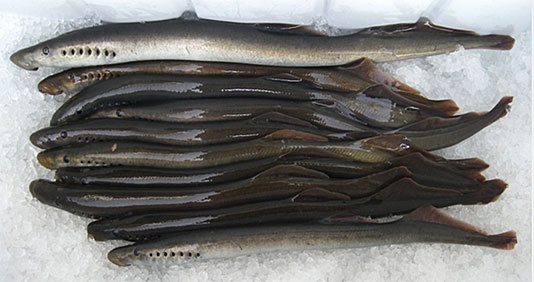 Lamprey