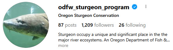 ODFW Sturgeon Program on Instagram
