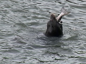 sealion eating salmon