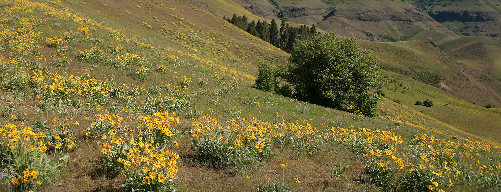 Oregon Native Seed Production