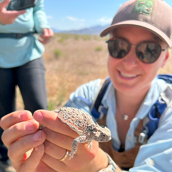 Horned lizard