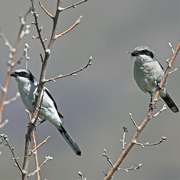 Loggerhead Shrike