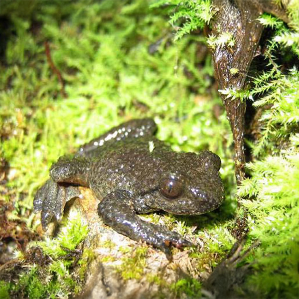 Male tailed frog