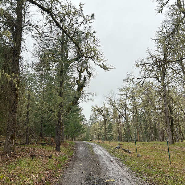 Oak thinned vs not thinned