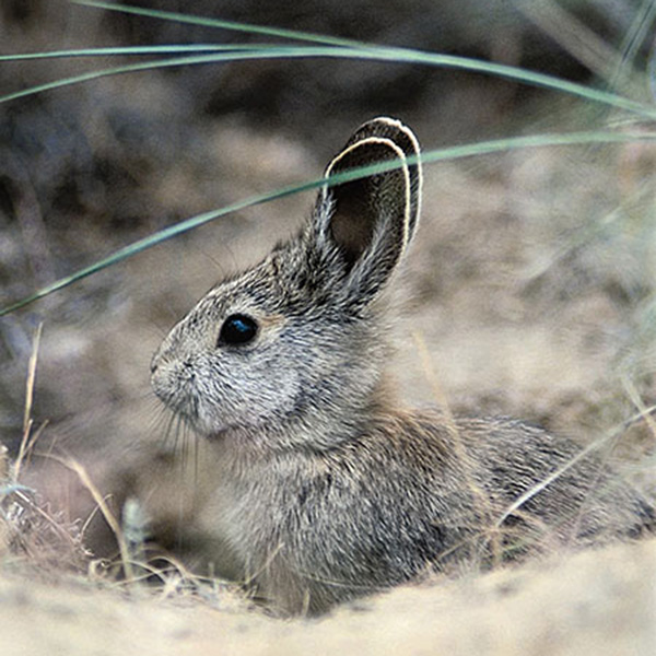 Pygmy Rabbit