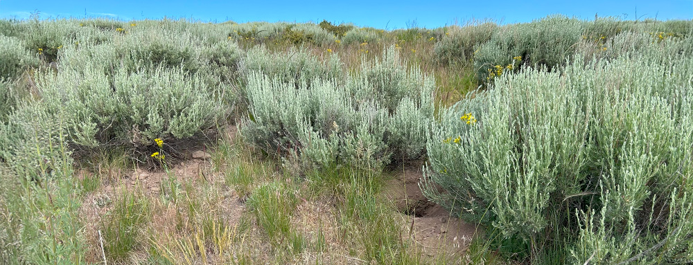 Pygmy Rabbit Habitat Project