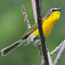 Yellow-breasted Chat