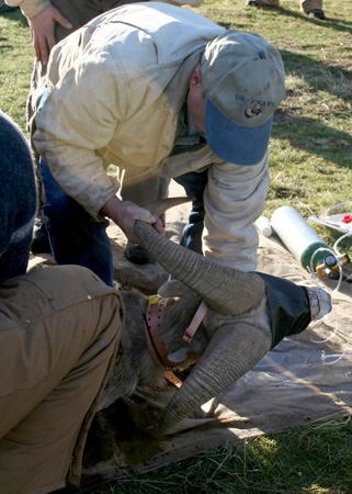 8996_handling_bighorn