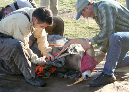 9014_on_the_tarp_munsel