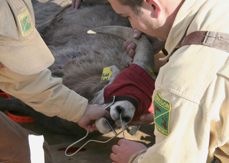 9060_mouth_piece_munsel