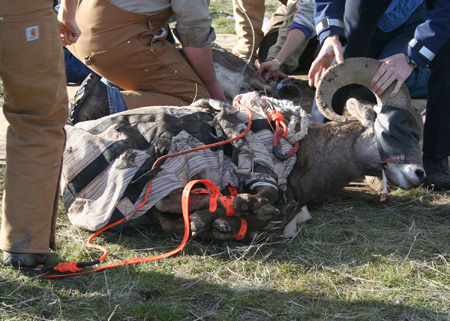 9095_unwrapping_munsel