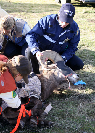 9098_hobble_removal_munsel