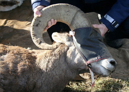 9100_ram_head_munsel