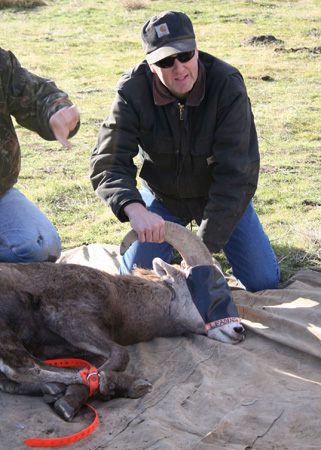 9101_head_man_munsel