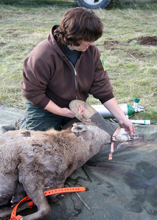 9114_adjusting_oxygen_munsel